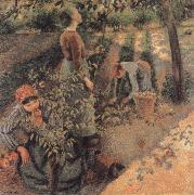 Camille Pissarro The Apple Pickers oil